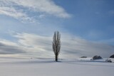 冬の丘の1本木