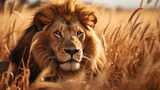 A lion on a plain with dry grass