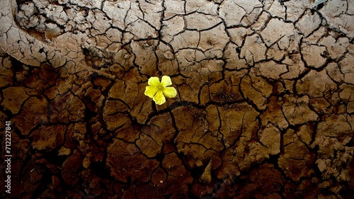 Yellow flower on drought 