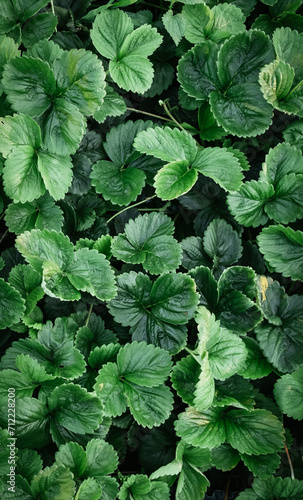Vertical background of strawberry leaves. Plants bushes with mustache top view close-up. Berry cultivation. Home gardening. Green healthy garden. Natural texture. Abstract pattern. High quality