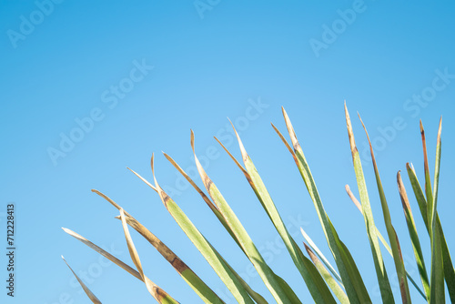 View of palm leaves against sky