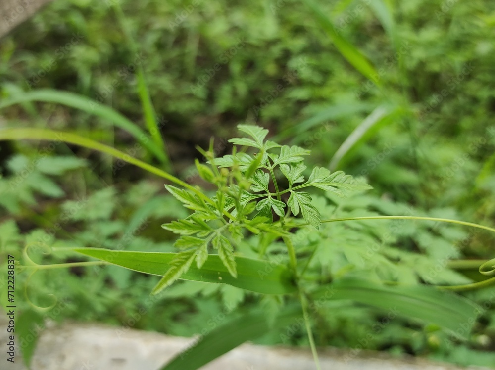 Wild Welpenela green plant, a herbal plant that is beneficial for health Wild Welpenela green plant, a herbal plant that is beneficial for health