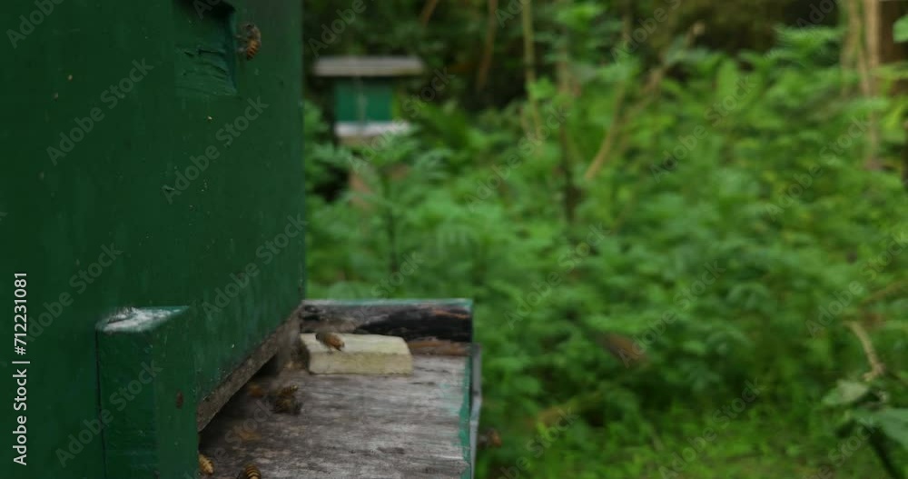 Slow motion of bee hive, bee colony flying around beehive, Returning to hive. Slow motion of bee hive, bee colony flying around beehive, Returning to hive.