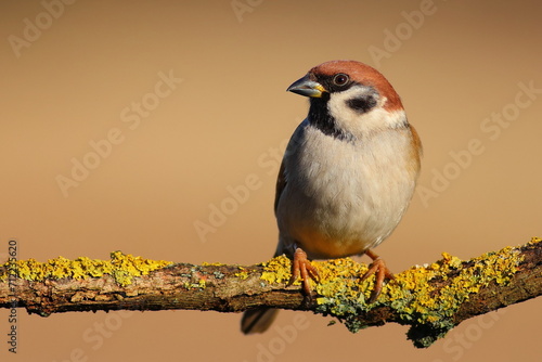 Tree sparrow bird feeder