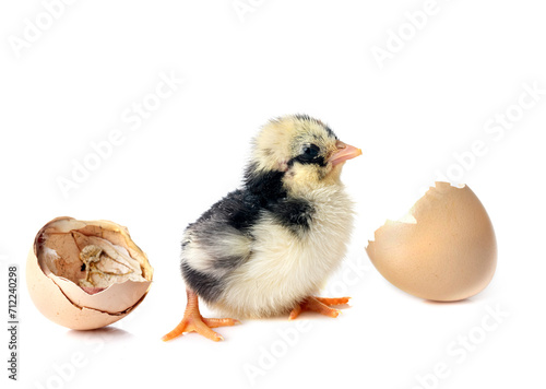 birth of serama chicken