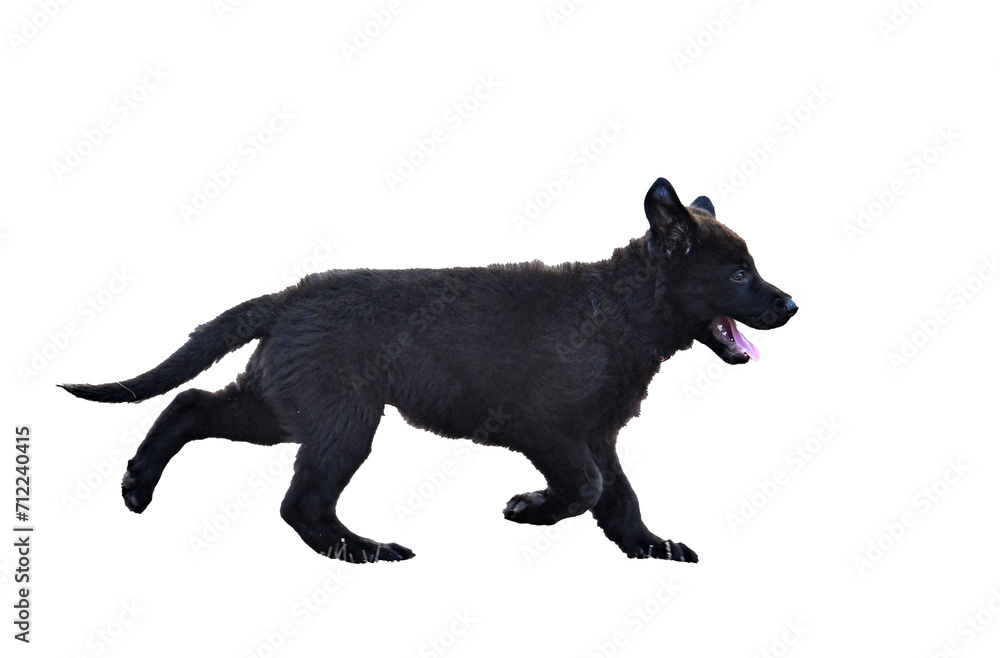 puppy black german shepherd in nature puppy black german shepherd in nature