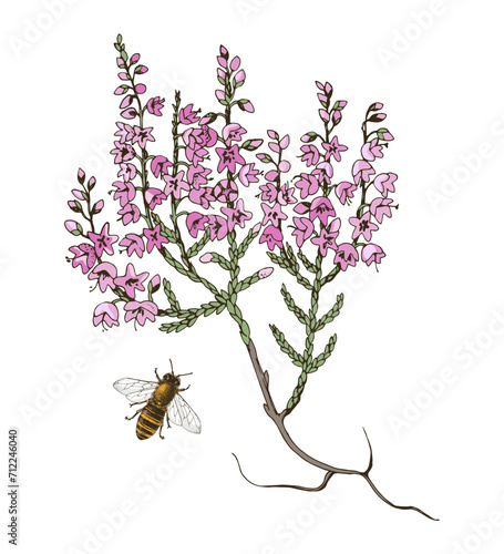 Blooming heather branch and bee