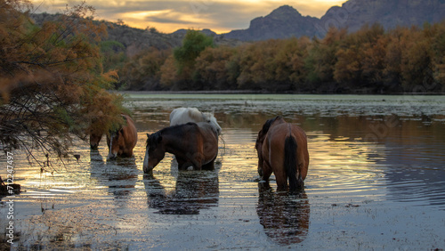 Small band of wild horses feeding on eel grass at sunset in the Salt River near Mesa Arizona United States