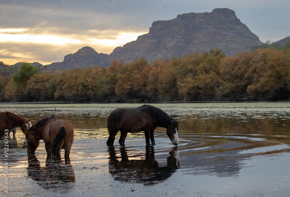 Obraz premium Dark bay sorrel chestnut wild horse stallion grazing on eel grass at sunset in the Salt River near Mesa Arizona United States