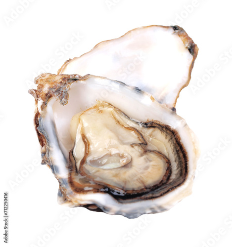 Oyster shell isolated on white