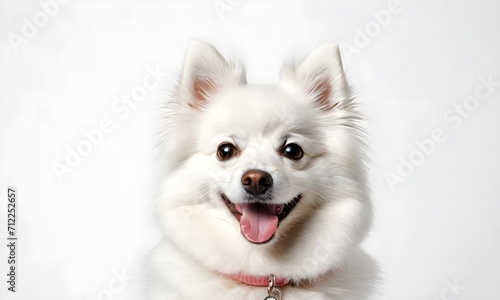 portrait of a Pomeranian dog on a light background
