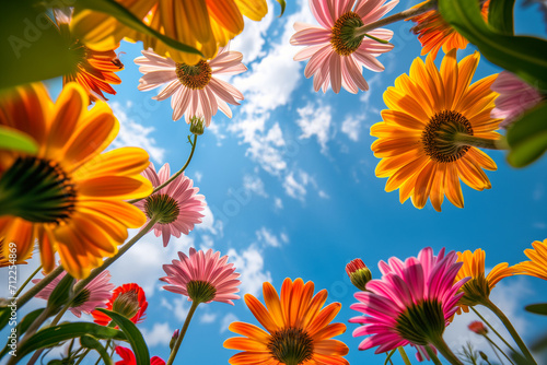 colorful flowers with sunny blue sky shot from below, low angle wide lens photo