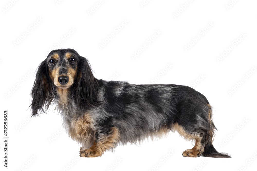 Cute smooth longhaired Dachshund dog aka teckel, standing up side ways. Looking towards camera with puppy eyes. Isolated cutout on a trabsparent background.