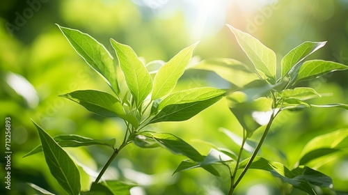 Sunlit Green Leaves Under Bright Summer Sky