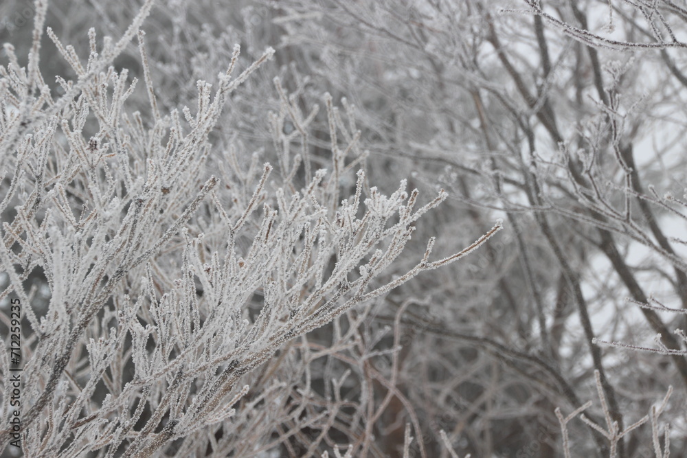 설원, snowy fields, snow covered fields 설원, snowy fields, snow covered fields