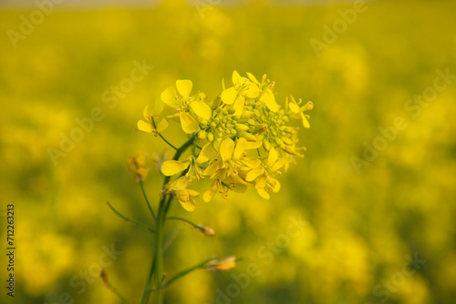 Close-up Focus A Beautiful Blooming Yellow rapeseed flower with blurry background