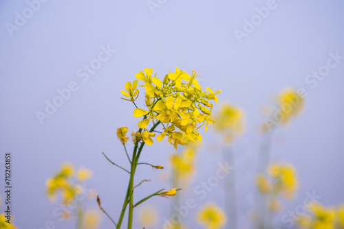 Close-up Focus A Beautiful Blooming Yellow rapeseed flower with Blue sky Blurry Background