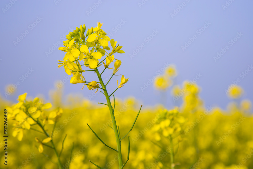 Close-up Focus A Beautiful Blooming Yellow rapeseed flower with Blue sky Blurry Background Close-up Focus A Beautiful Blooming Yellow rapeseed flower with Blue sky Blurry Background