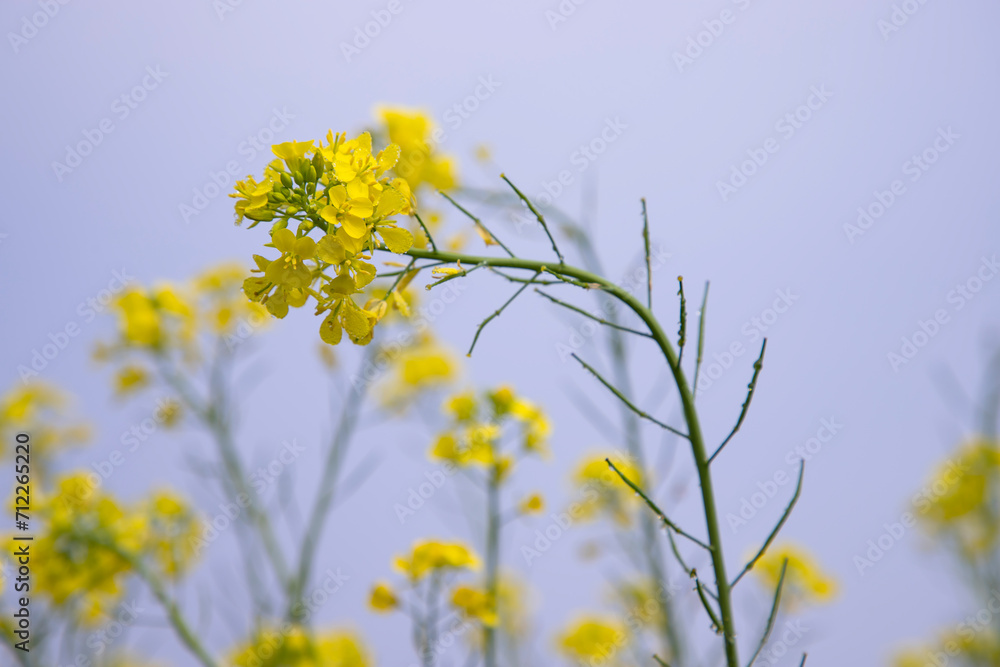 Close-up Focus A Beautiful Blooming Yellow rapeseed flower with Blue sky Blurry Background Close-up Focus A Beautiful Blooming Yellow rapeseed flower with Blue sky Blurry Background