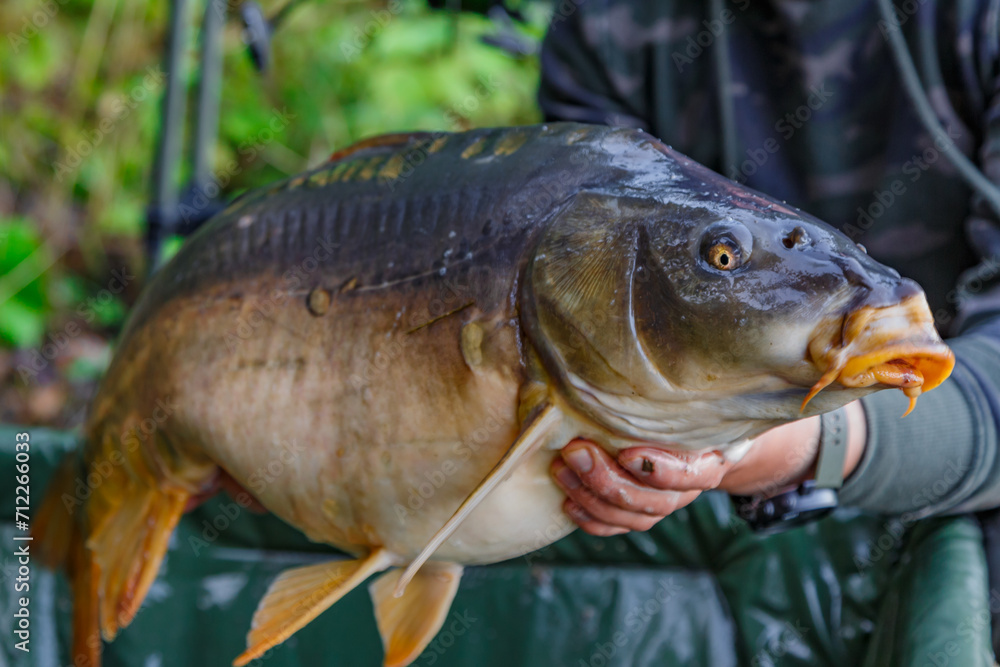 Carpfishing session at the Lake.lucky fisherman holding a giant common carp.Angler with a big carp fishing trophy.Fishing adventures.Fish trophy Carpfishing session at the Lake.lucky fisherman holding a giant common carp.Angler with a big carp fishing trophy.Fishing adventures.Fish trophy