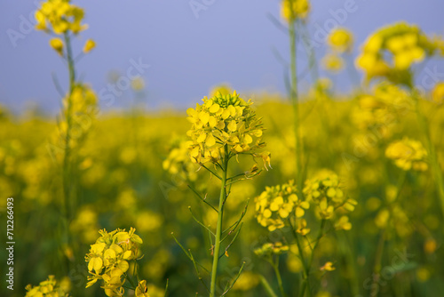 Close-up Focus A Beautiful Blooming Yellow rapeseed flower with blurry background