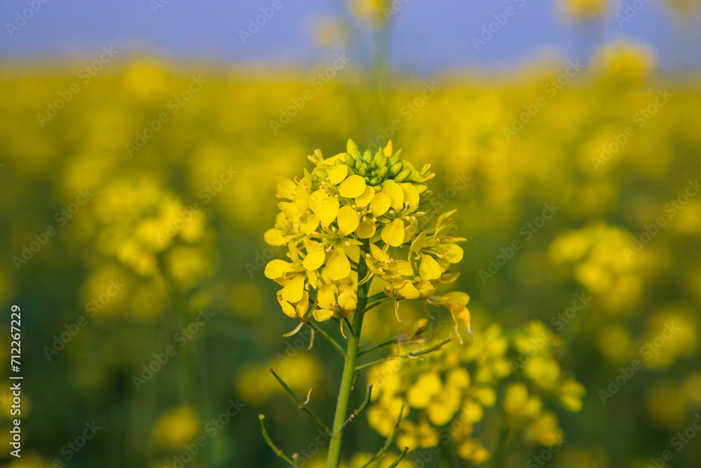 Close-up Focus A Beautiful Blooming Yellow rapeseed flower with blurry background Close-up Focus A Beautiful Blooming Yellow rapeseed flower with blurry background