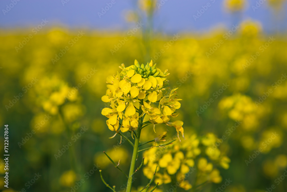 Close-up Focus A Beautiful  Blooming  Yellow rapeseed flower with blurry background