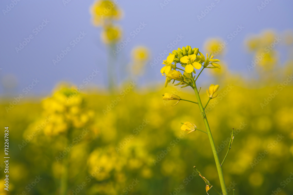 Close-up Focus A Beautiful Blooming Yellow rapeseed flower with Blue sky Blurry Background Close-up Focus A Beautiful Blooming Yellow rapeseed flower with Blue sky Blurry Background