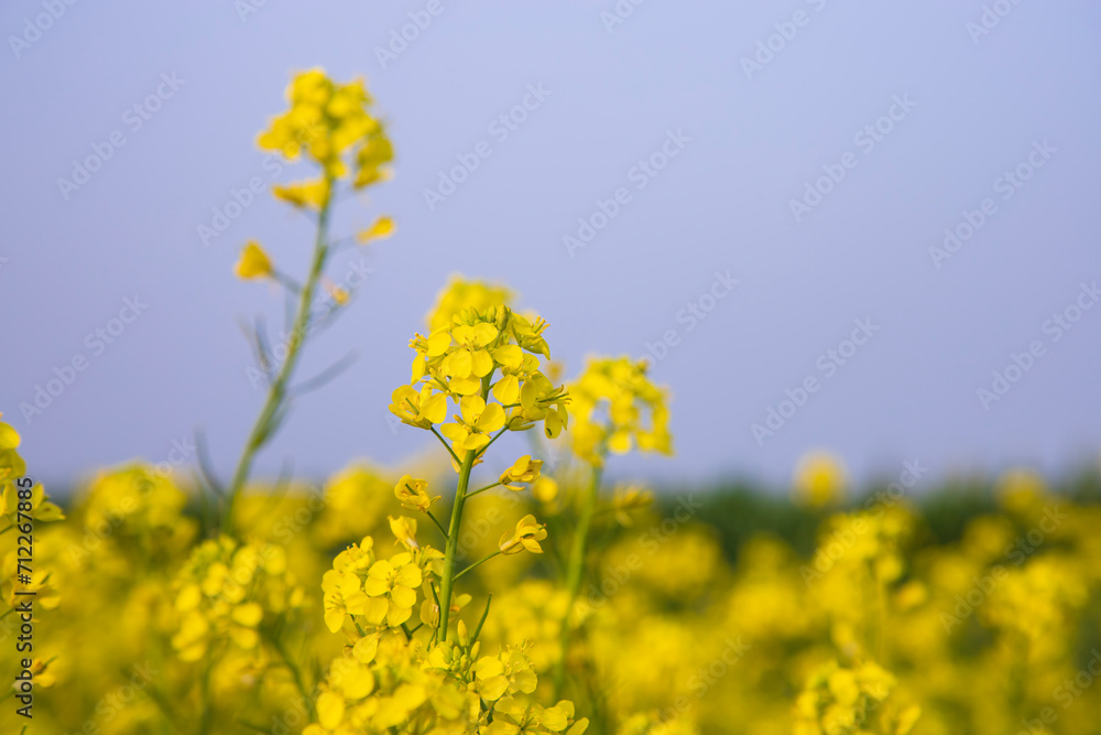 Close-up Focus A Beautiful Blooming Yellow rapeseed flower with Blue sky Blurry Background Close-up Focus A Beautiful Blooming Yellow rapeseed flower with Blue sky Blurry Background