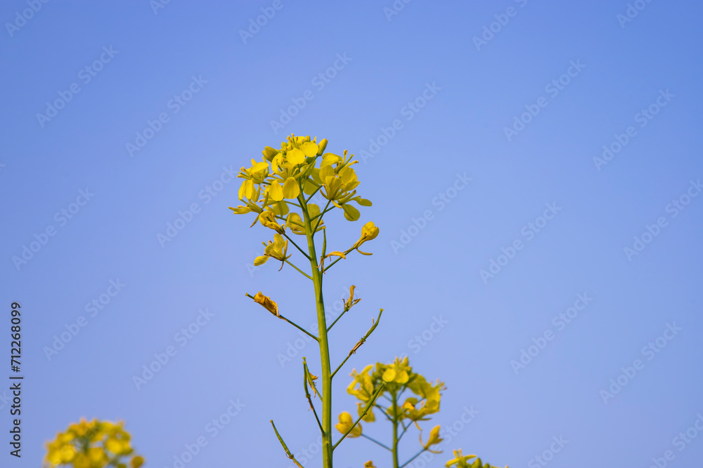 Close-up Focus A Beautiful  Blooming  Yellow rapeseed flower with Blue sky  Blurry Background