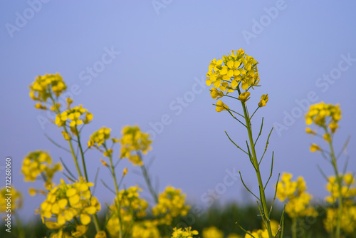 Close-up Focus A Beautiful  Blooming  Yellow rapeseed flower with Blue sky  Blurry Background