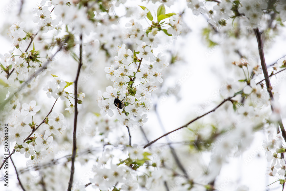 Blooming cherry tree. White cherry blossom. Gentle cherry blossom. Blossom in spring. White flowers on a tree. Sunlight for spring bloom Blooming cherry tree. White cherry blossom. Gentle cherry blossom. Blossom in spring. White flowers on a tree. Sunlight for spring bloom