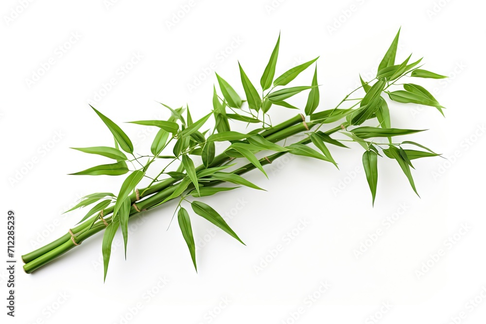 Fototapeta premium Isolated green bamboo with white background