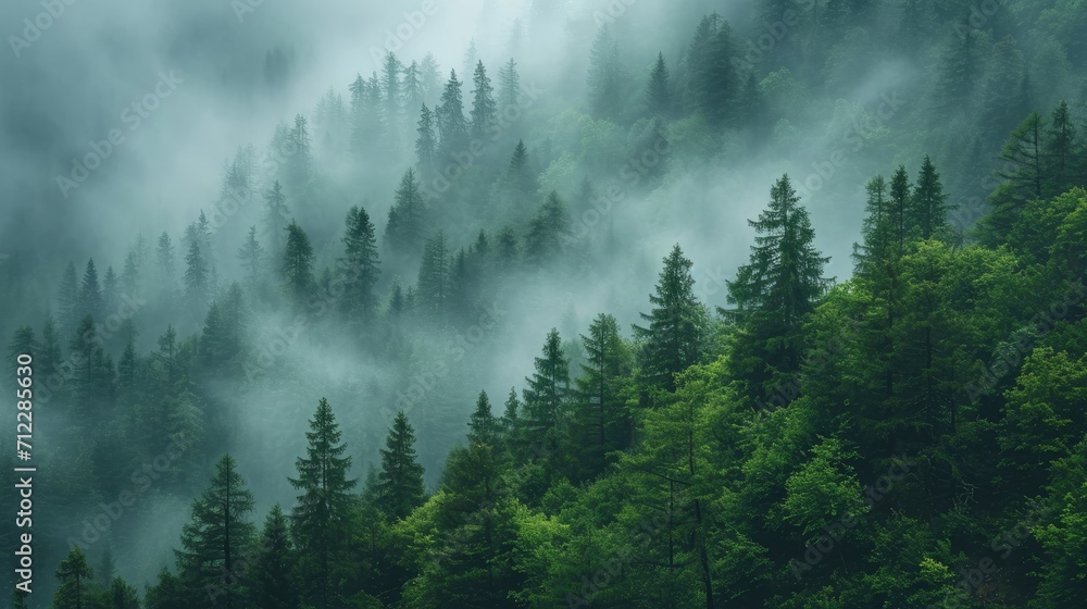Misty pine forest on the mountain slope in a nature reserve.