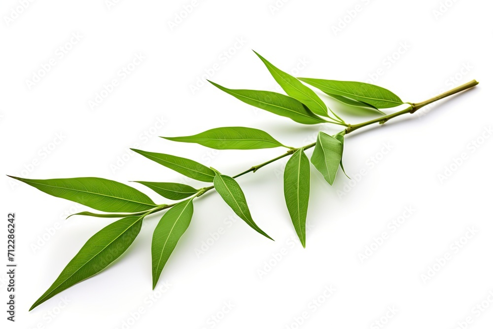 Zen like fresh bamboo leaves single object isolated on white with clipping path