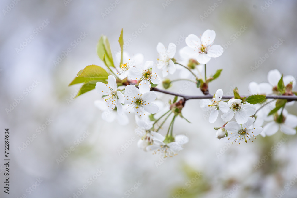 Blooming cherry tree. White cherry blossom. Gentle cherry blossom. Blossom in spring. White flowers on a tree. Sunlight for spring bloom Blooming cherry tree. White cherry blossom. Gentle cherry blossom. Blossom in spring. White flowers on a tree. Sunlight for spring bloom