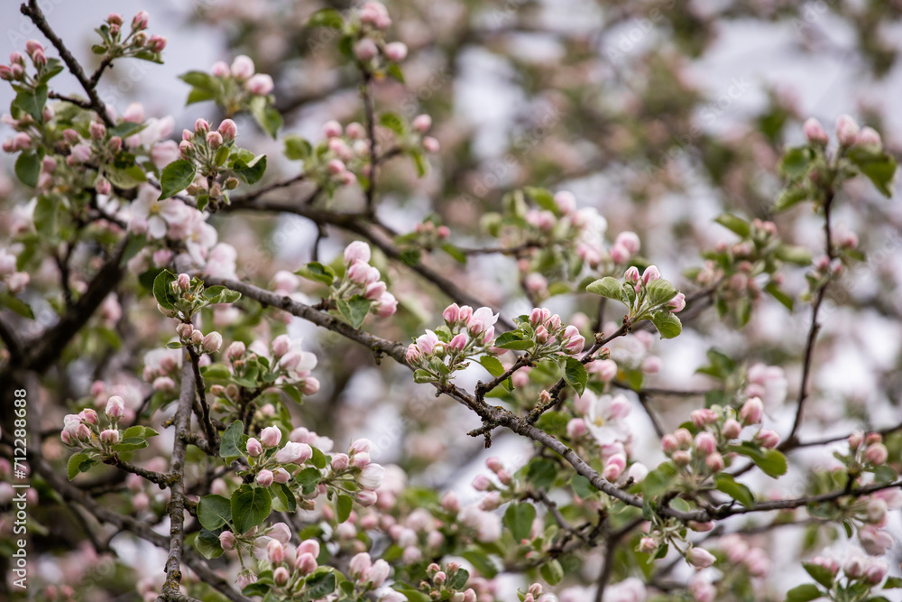 Gentle apple blossom. Blossom in spring. White and pink flowers on a tree. Blooming tree