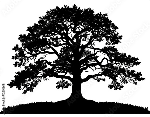 silhouettes of oak tree on white background, cutout