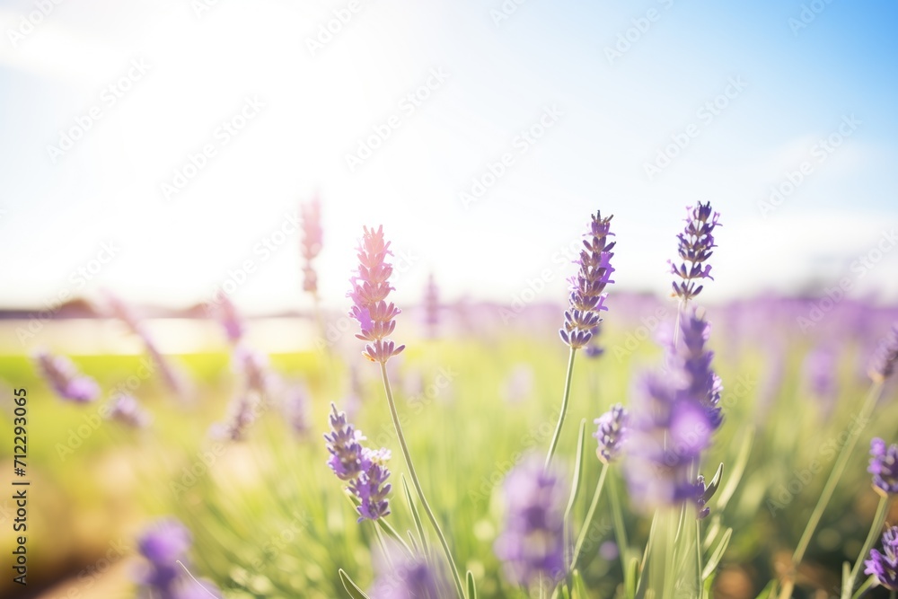 lavender fields thriving under bright sunlight lavender fields thriving under bright sunlight