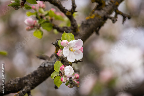 Gentle apple blossom. Blossom in spring. White and pink flowers on a tree. Blooming tree. Floral background