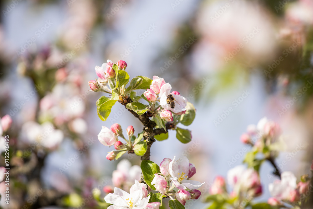 Gentle apple blossom. Blossom in spring. White and pink flowers on a tree. Sunlight for spring bloom. A bee pollinates a flower Gentle apple blossom. Blossom in spring. White and pink flowers on a tree. Sunlight for spring bloom. A bee pollinates a flower