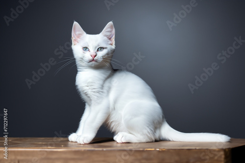 beautiful cat. a white kitten with blue eyes sits on the table and looks towards the camera. pets concept