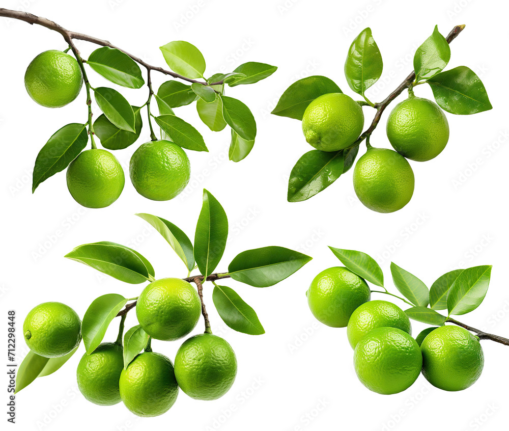 Set of fresh delicious limes on branches, cut out