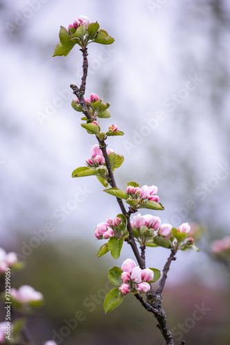 Gentle apple blossom. Blossom in spring. White and pink flowers on a tree.