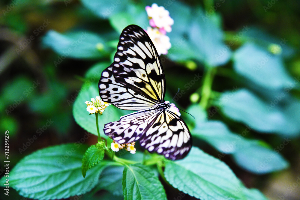 Obraz premium Farfalla