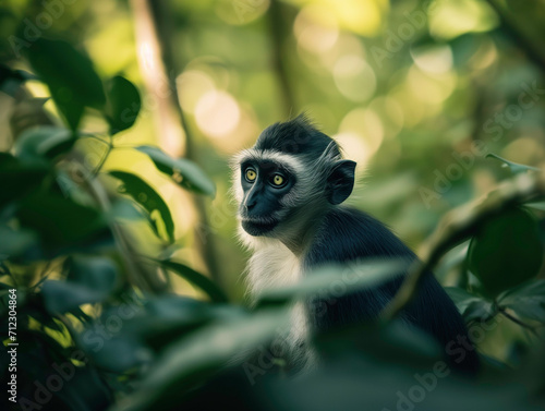 Black monkey among the jungle grass