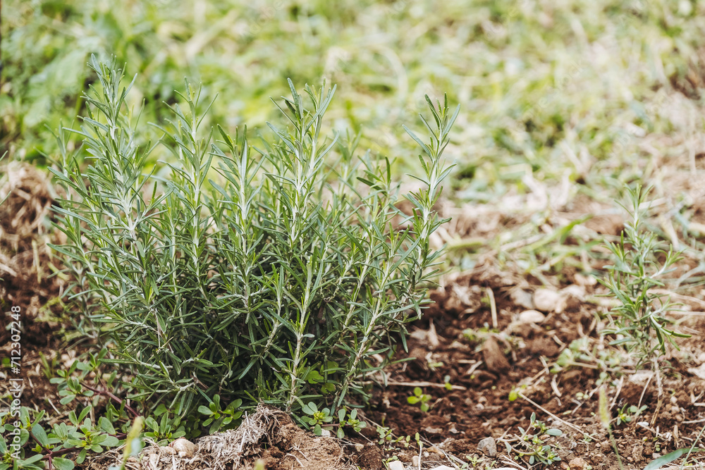 Plants de romarin dans un champ - Herbes aromatiques Plants de romarin dans un champ - Herbes aromatiques