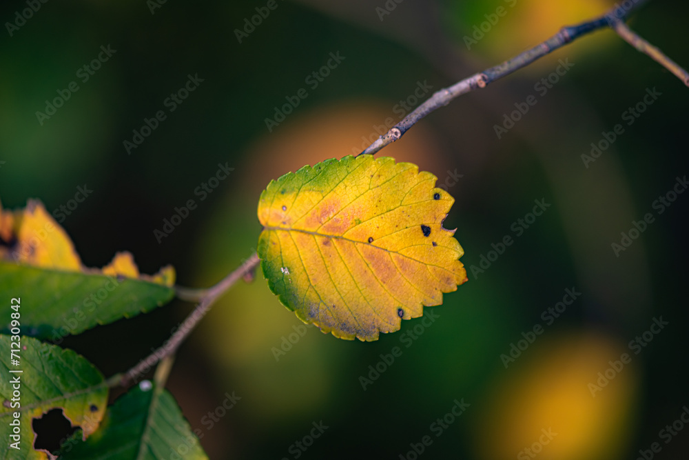 Fragmented leaves in late autumn and early winter Fragmented leaves in late autumn and early winter