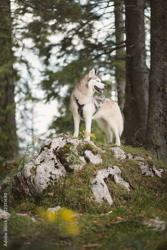 happy siberian husky dog standing on a rock in a forest in an alpine mountain happy siberian husky dog standing on a rock in a forest in an alpine mountain
