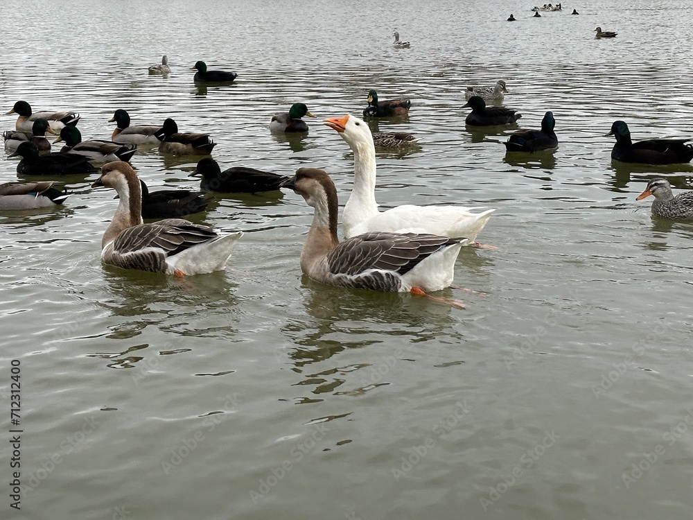 Ducks and other migratory birds winter on the lake. Geese and swans swim on a winter pond. Many birds are looking for food on a frosty day. Ducks and other migratory birds winter on the lake. Geese and swans swim on a winter pond. Many birds are looking for food on a frosty day.